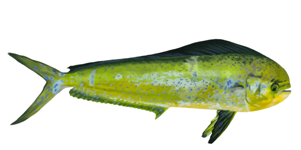 Mahii mahi fish